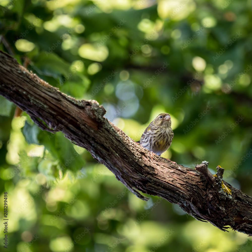 small bird with green background small bird with green background