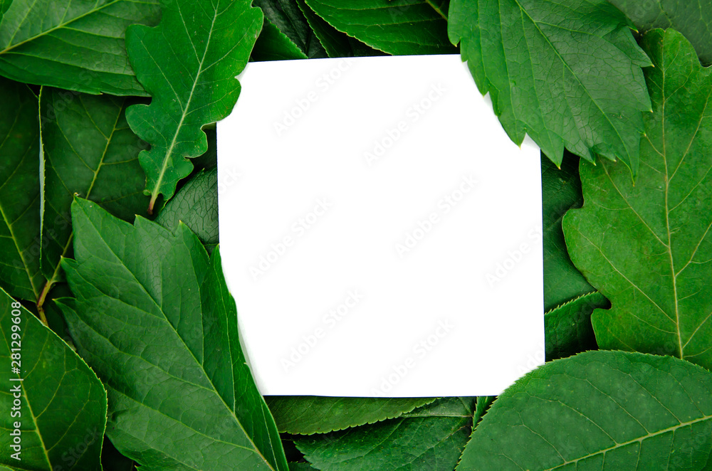 Fototapeta premium background green bright leaves on a white background isolated with copy space
