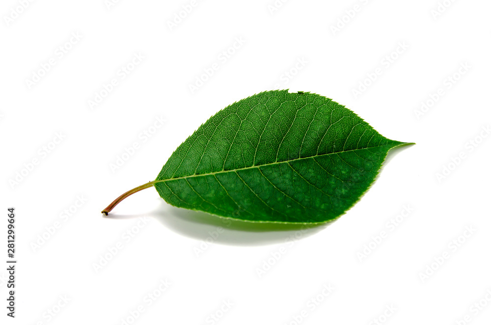 Obraz premium bright green leaf on a white background isolated