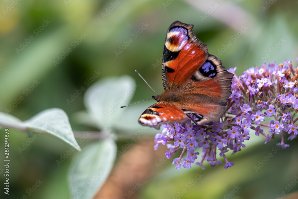 Obraz premium European Peacock Butterfly (Inachis io) feeding on Buddleia Blossom