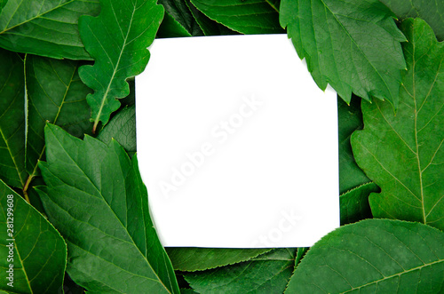 background green bright leaves on a white background isolated with copy space © iloli