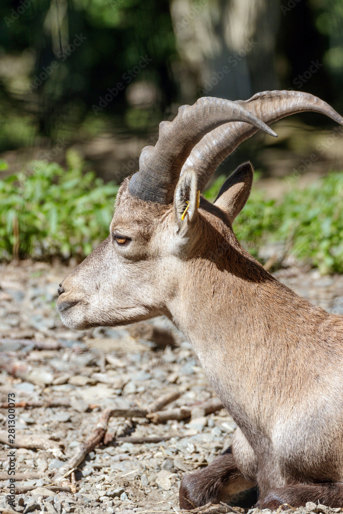 close up of a capricorn close up of a capricorn