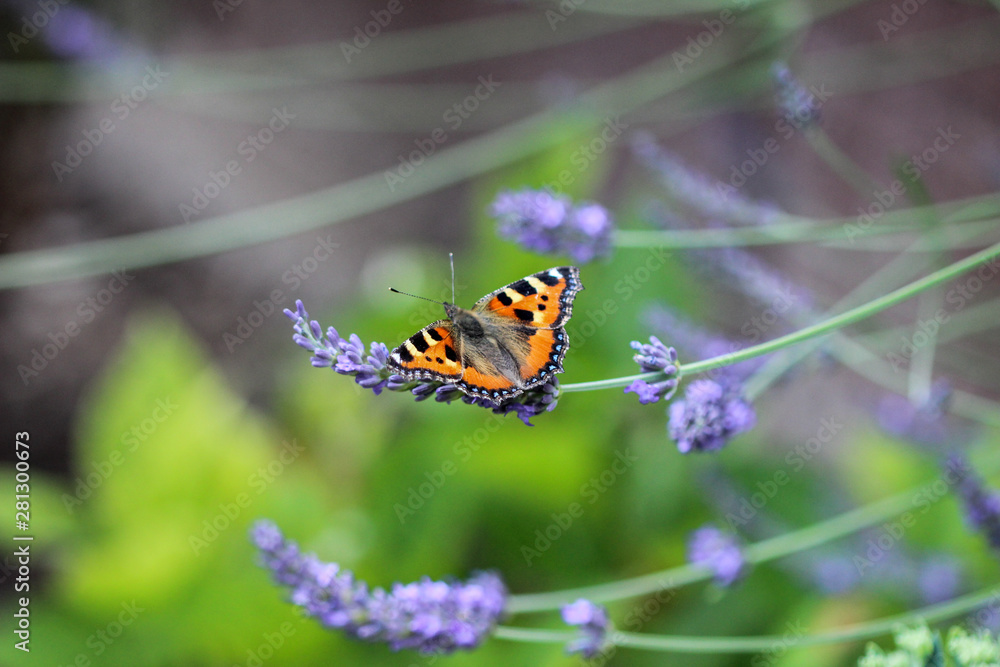 Fototapeta premium Schmetterling kleiner Fuchs (aglais urticae) auf einer Lavendelblüte