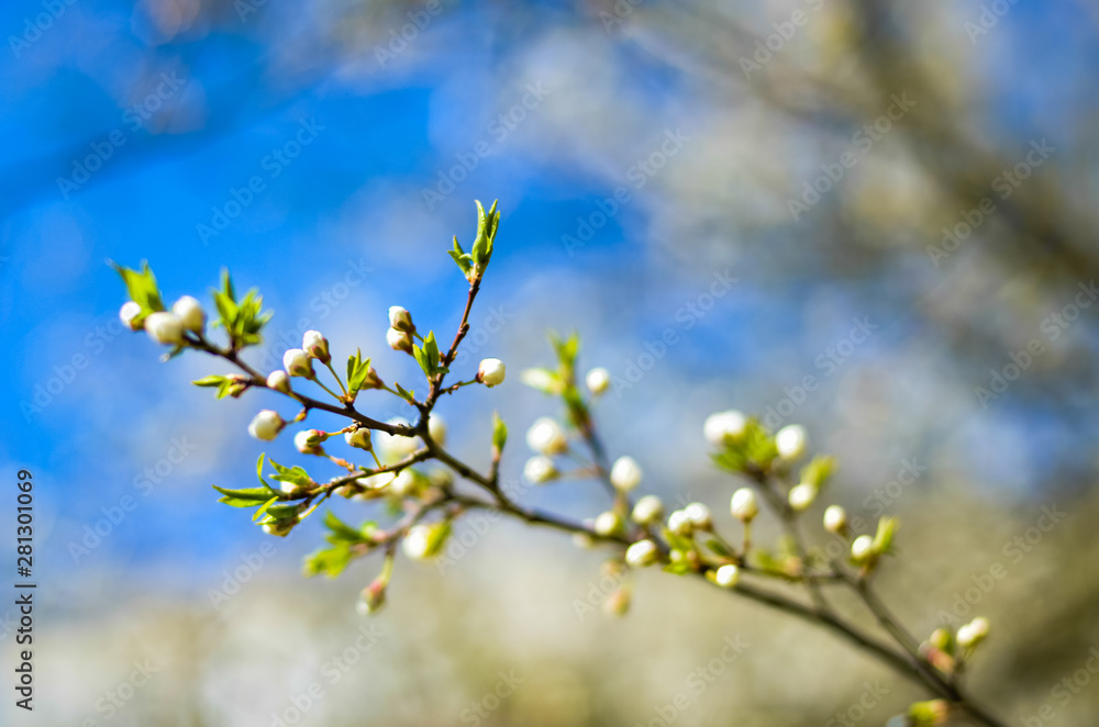 spring blossoming tree branch on blurred blue sky background and foreground spring blossoming tree branch on blurred blue sky background and foreground