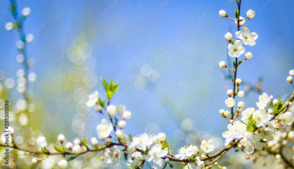 spring blossoming tree branch on blurred blue sky background and foreground spring blossoming tree branch on blurred blue sky background and foreground