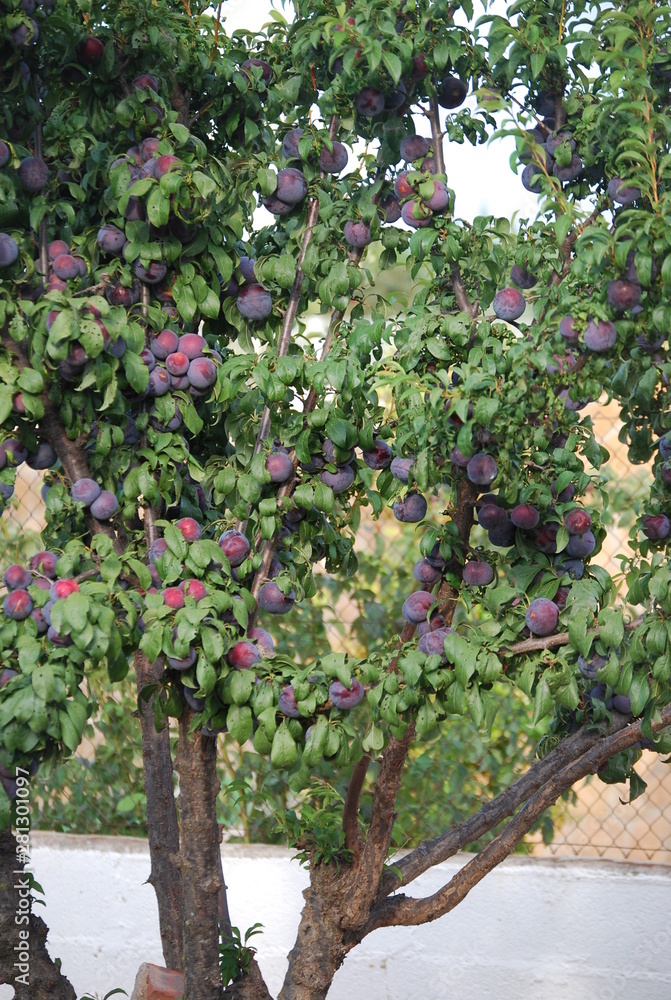 Black Plums on Fruit Tree