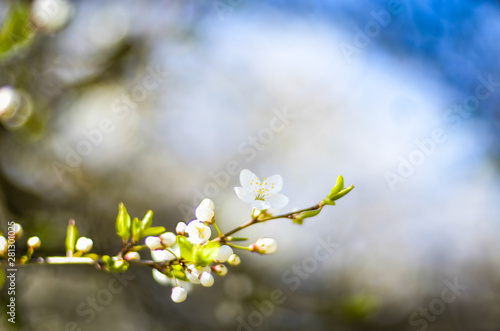 spring blossoming tree branch on blurred blue sky background and foreground