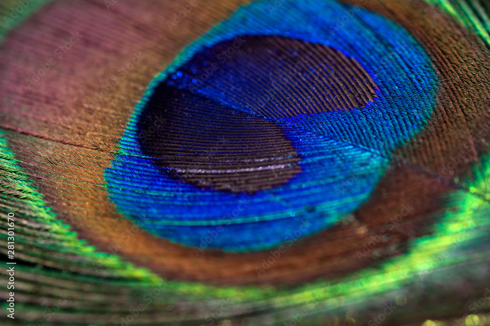 Fototapeta premium Beautiful peacock feather background. Closeup texture