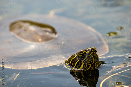Turtle in Water