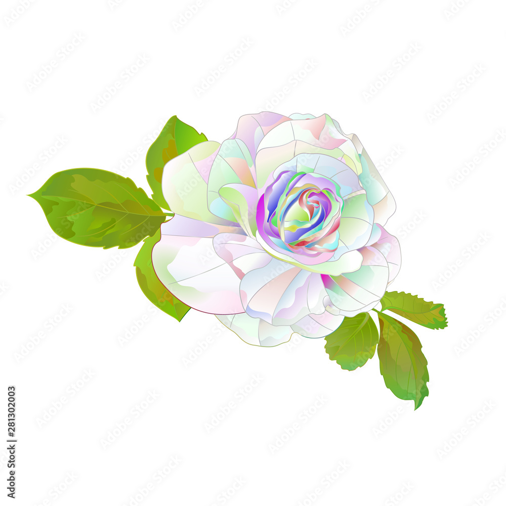 Colorful Rose With Stem