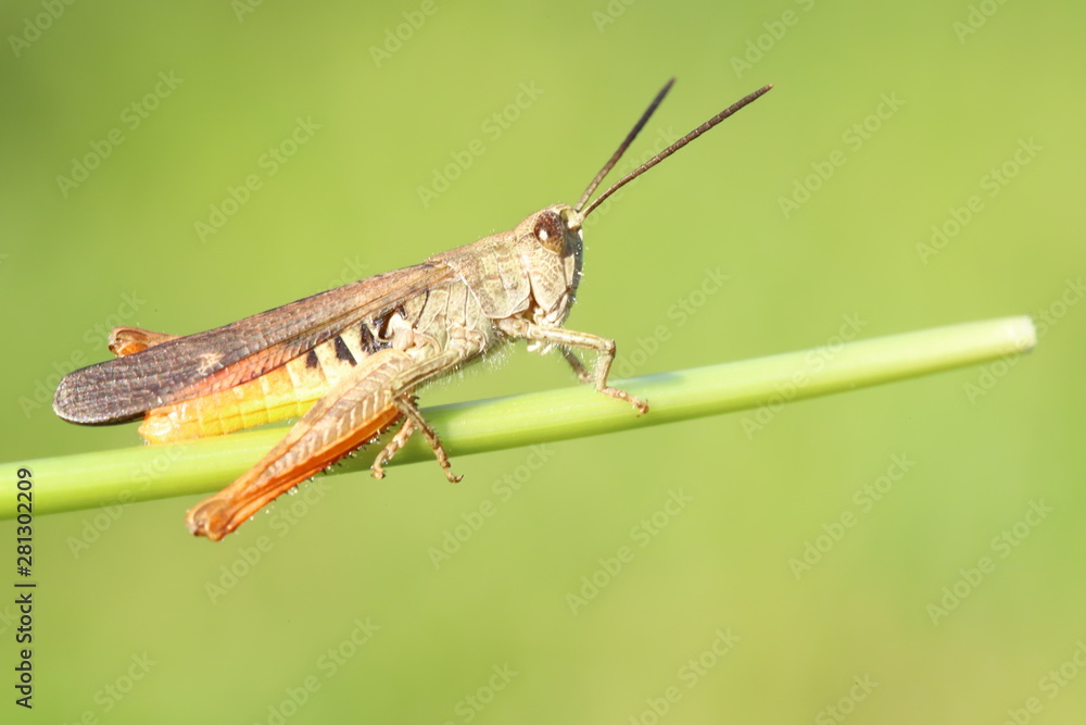 grasshopper grasshopper