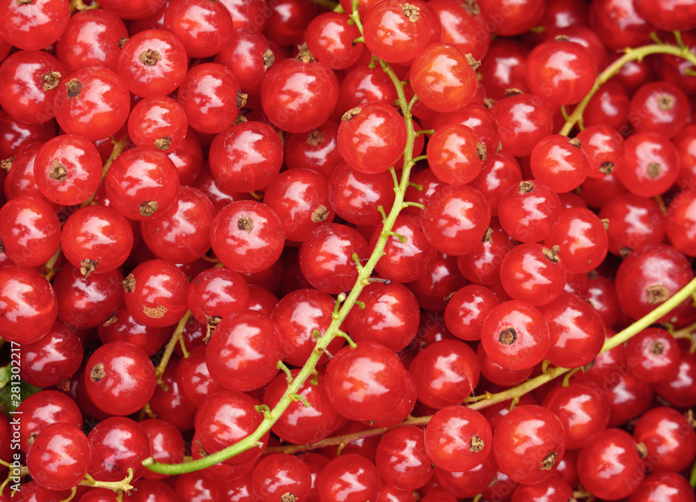 Freshly picked organic redcurrants closeup background, top view Freshly picked organic redcurrants closeup background, top view