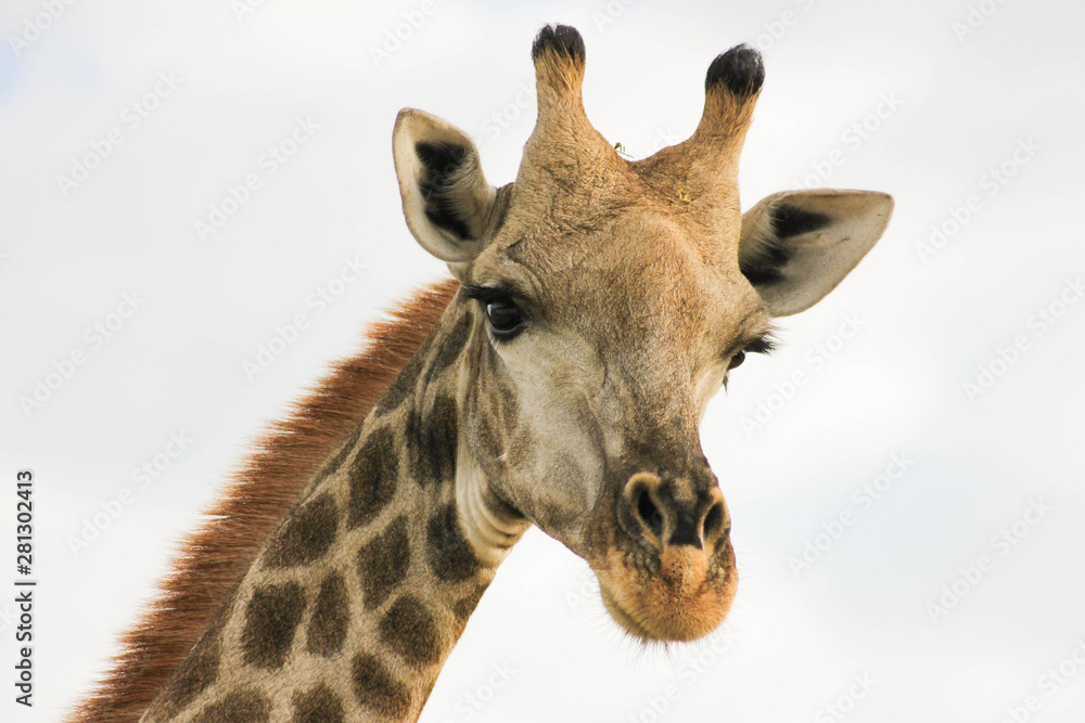Obraz premium Giraffe close up.