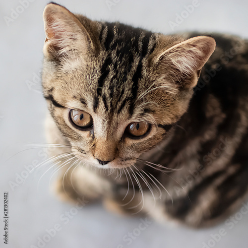 Young cat on gray background. Scottish Straight. Soft focus.