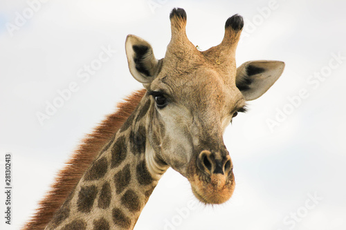 Fototapeta Naklejka Na Ścianę i Meble -  Giraffe close up.