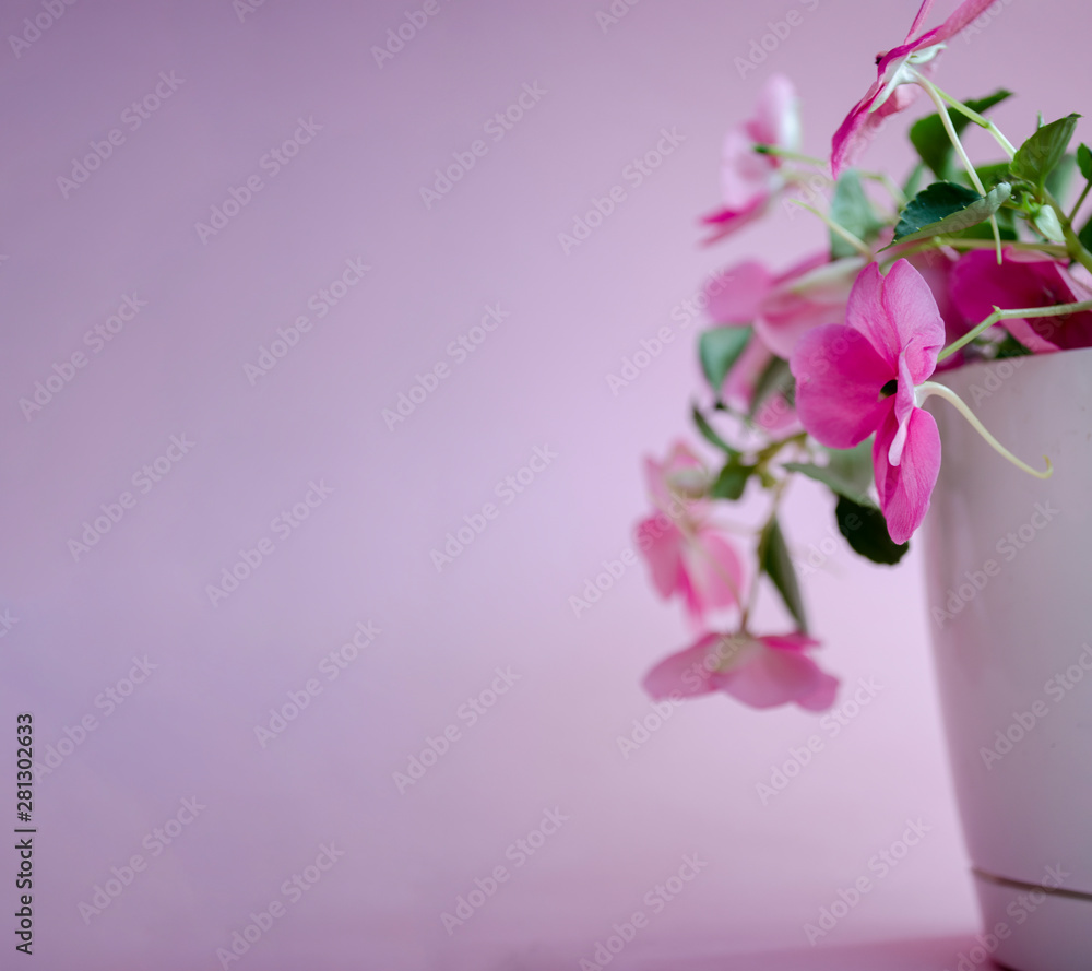 Pink background with flower pot
