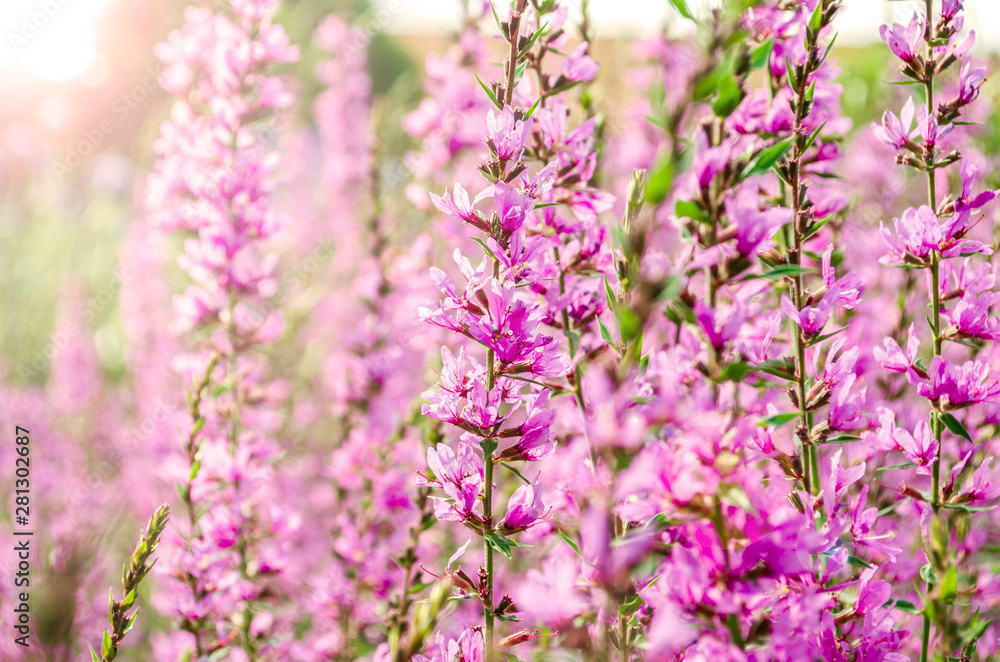 Purple flowers in the garden