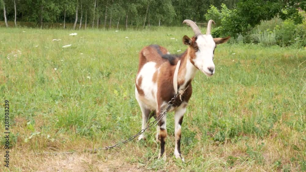 Horned red nanny-goat with large white and black spots is grazing on a meadow Horned red nanny-goat with large white and black spots is grazing on a meadow