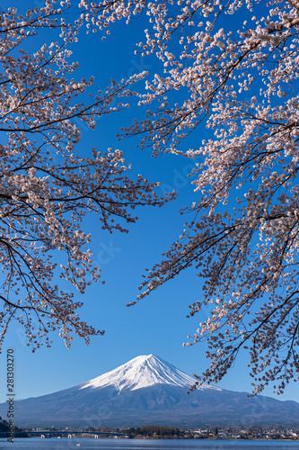 Mt. Fuji in the spring time with cherry blossoms at kawaguchiko Fujiyoshida, Japan.