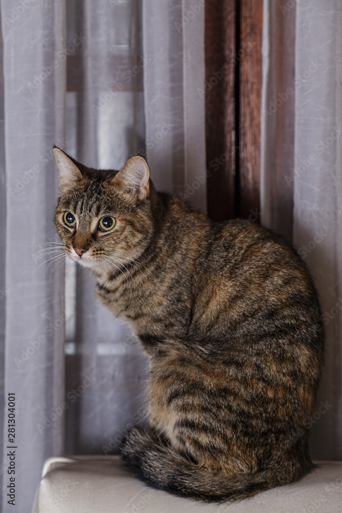 Gato con ojos grandes