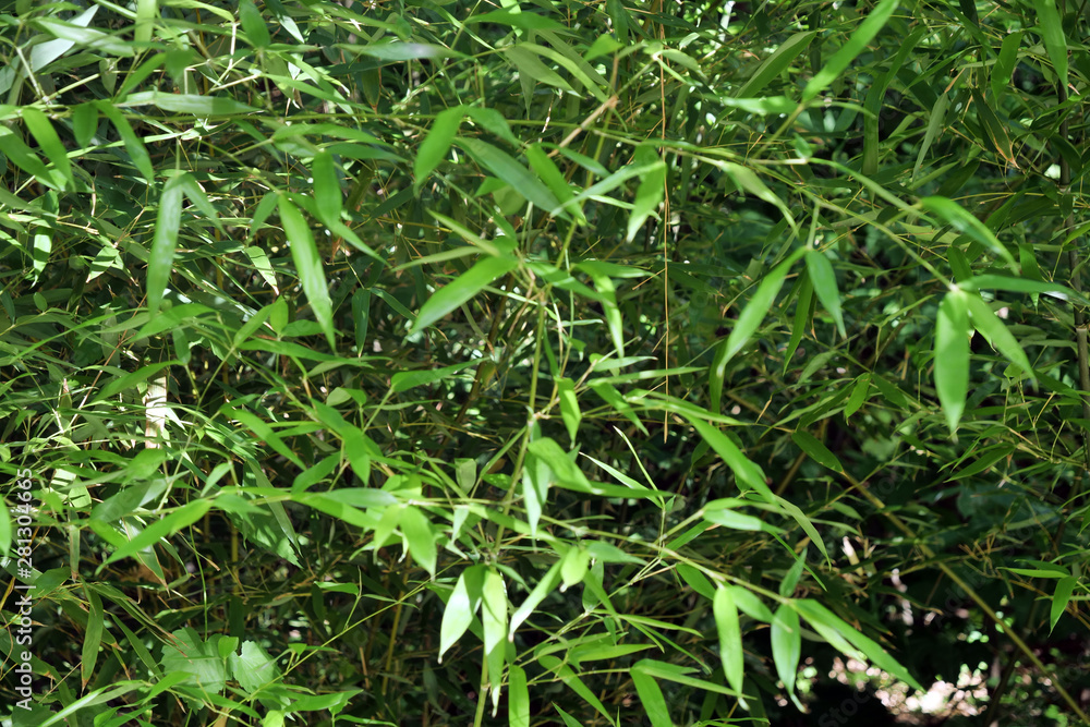 Bambus grün