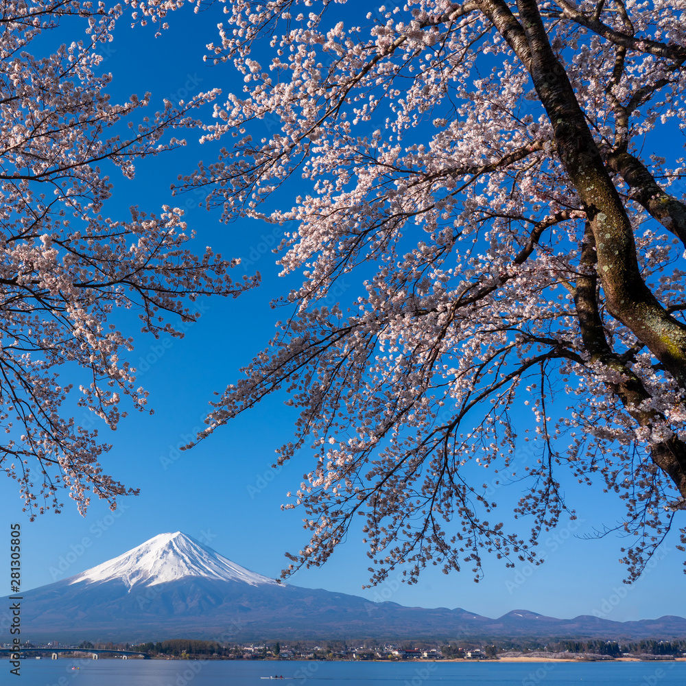 Mt. Fuji in the spring time with cherry blossoms at kawaguchiko Fujiyoshida, Japan. Mt. Fuji in the spring time with cherry blossoms at kawaguchiko Fujiyoshida, Japan.