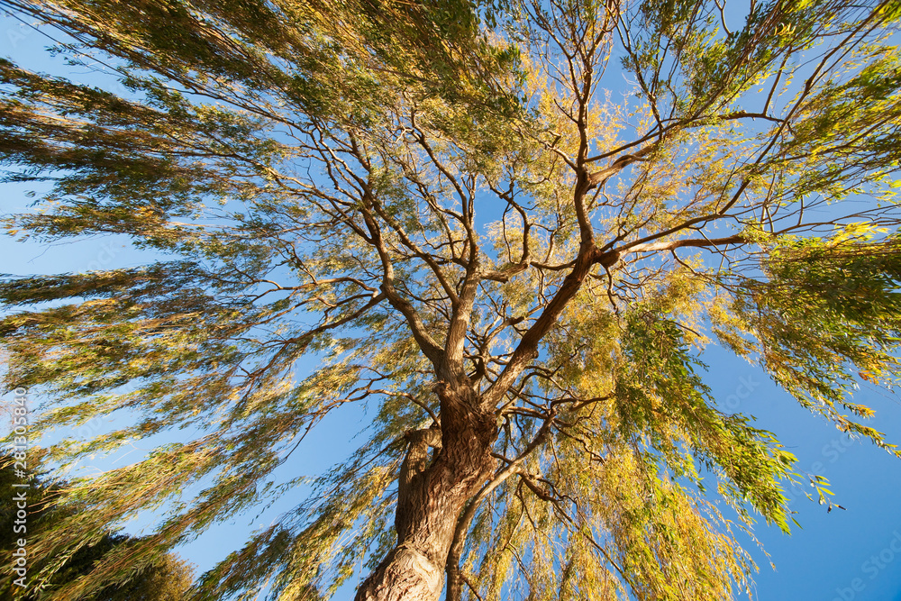 Obraz premium Weeping willow branches