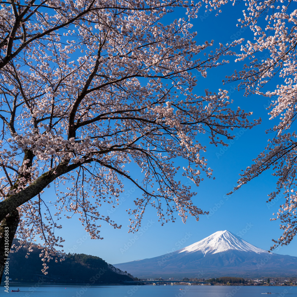 Mt. Fuji in the spring time with cherry blossoms at kawaguchiko Fujiyoshida, Japan. Mt. Fuji in the spring time with cherry blossoms at kawaguchiko Fujiyoshida, Japan.