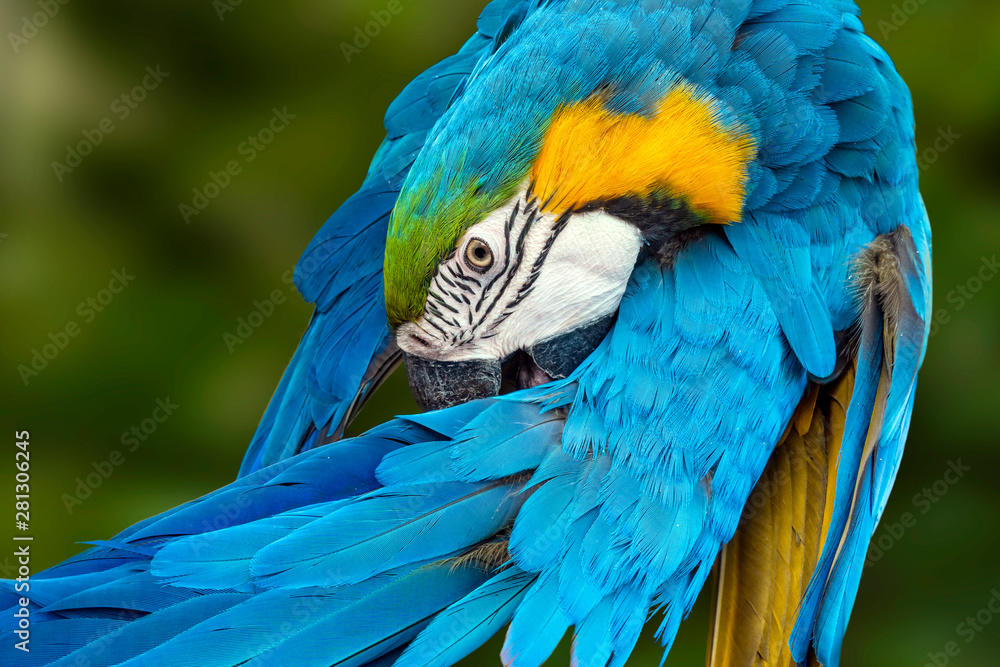 Obraz premium Beautiful macaw parrot