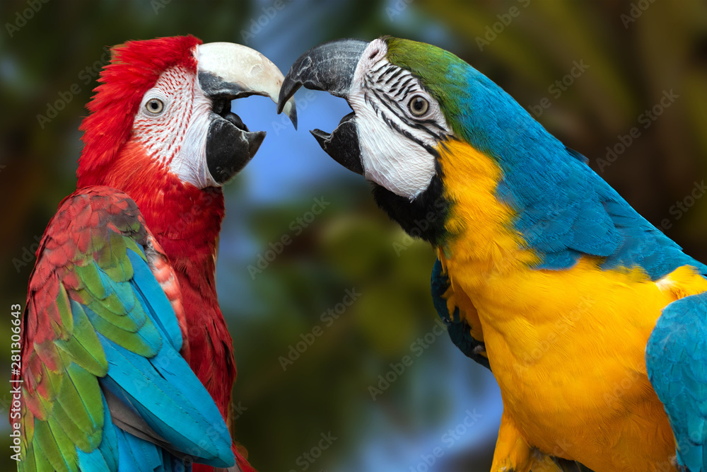 Fototapeta premium The parrots love each other
