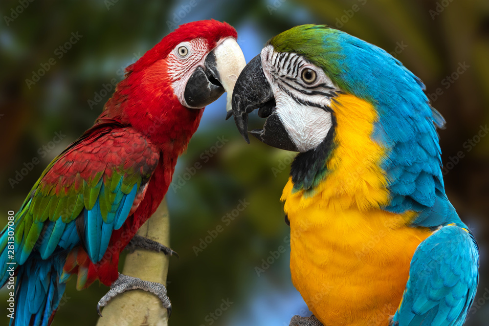 The parrots love each other The parrots love each other