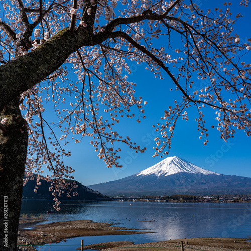 Mt. Fuji in the spring time with cherry blossoms at kawaguchiko Fujiyoshida, Japan. © SP56