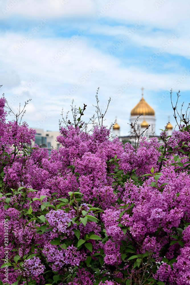 Moscow, Russia - May 13, 2019: Bushes of blooming lilac and The Cathedral of Christ the Saviour in the background against the blue sky Moscow, Russia - May 13, 2019: Bushes of blooming lilac and The Cathedral of Christ the Saviour in the background against the blue sky
