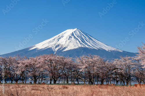 Mt. Fuji in the spring time with cherry blossoms at kawaguchiko Fujiyoshida  Japan.