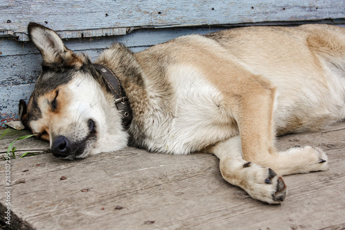 dog sleeping on bench