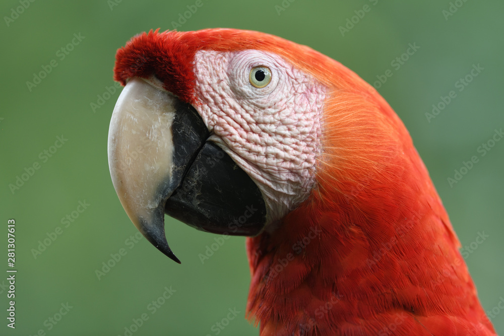 Scarlet macaw portrait