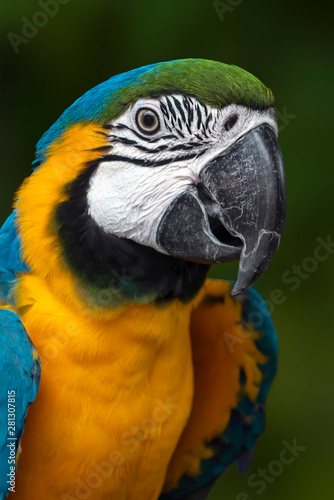 Portrait of a colorful parrot - Ara ararauna