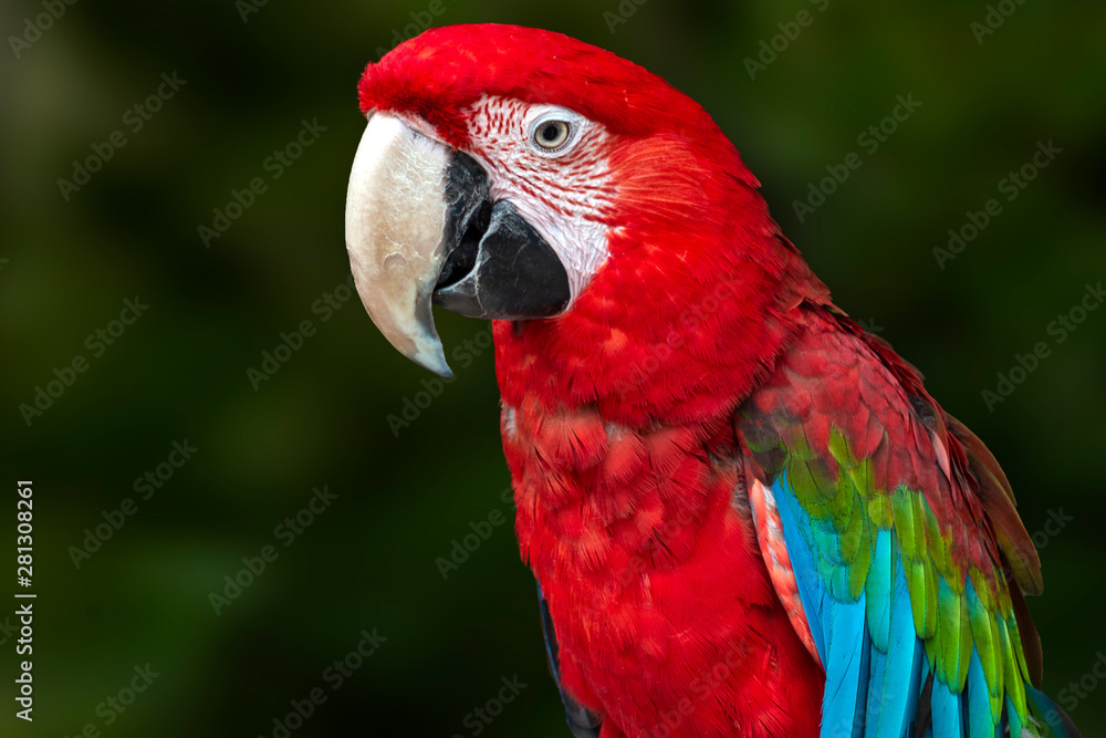 A green winged  macaw (Ara chloroptera). Portrait.