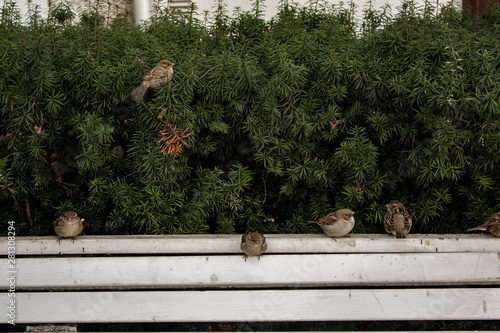 sparrows on the bench in the park