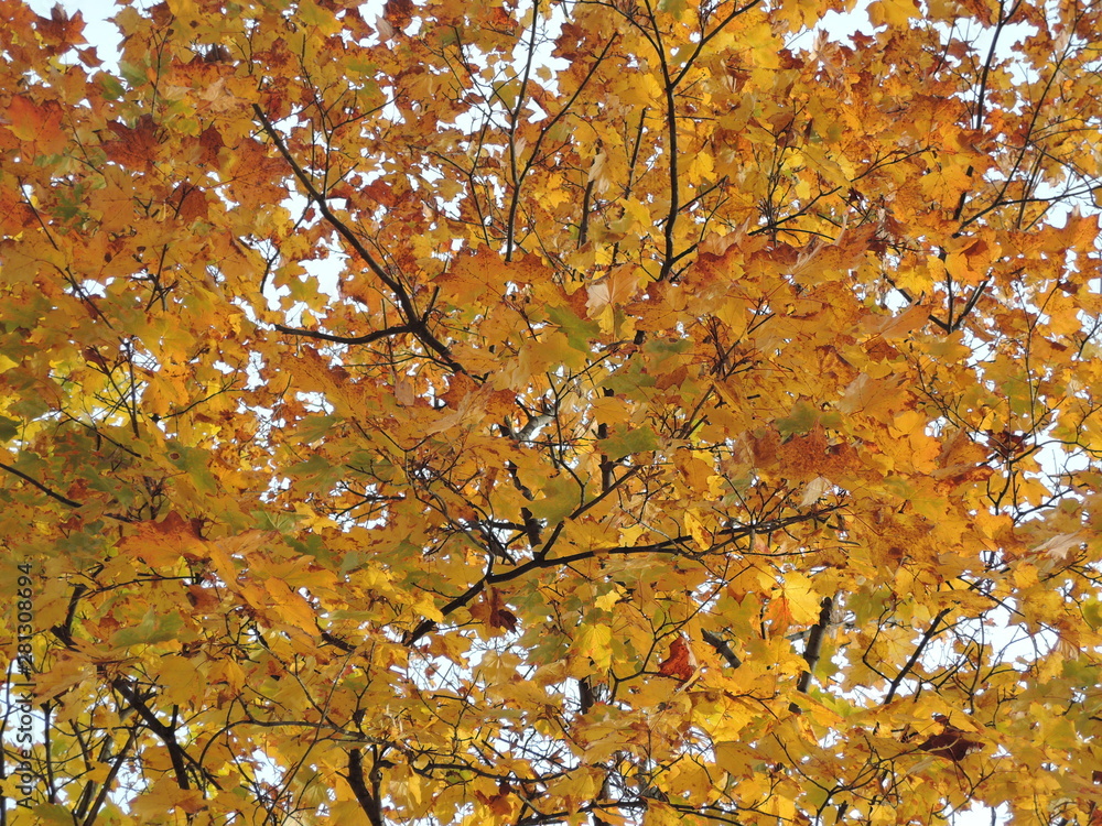 beautiful colorful tree foliage in autum, bottom-up view beautiful colorful tree foliage in autum, bottom-up view