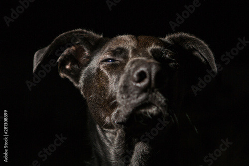 dog on black background