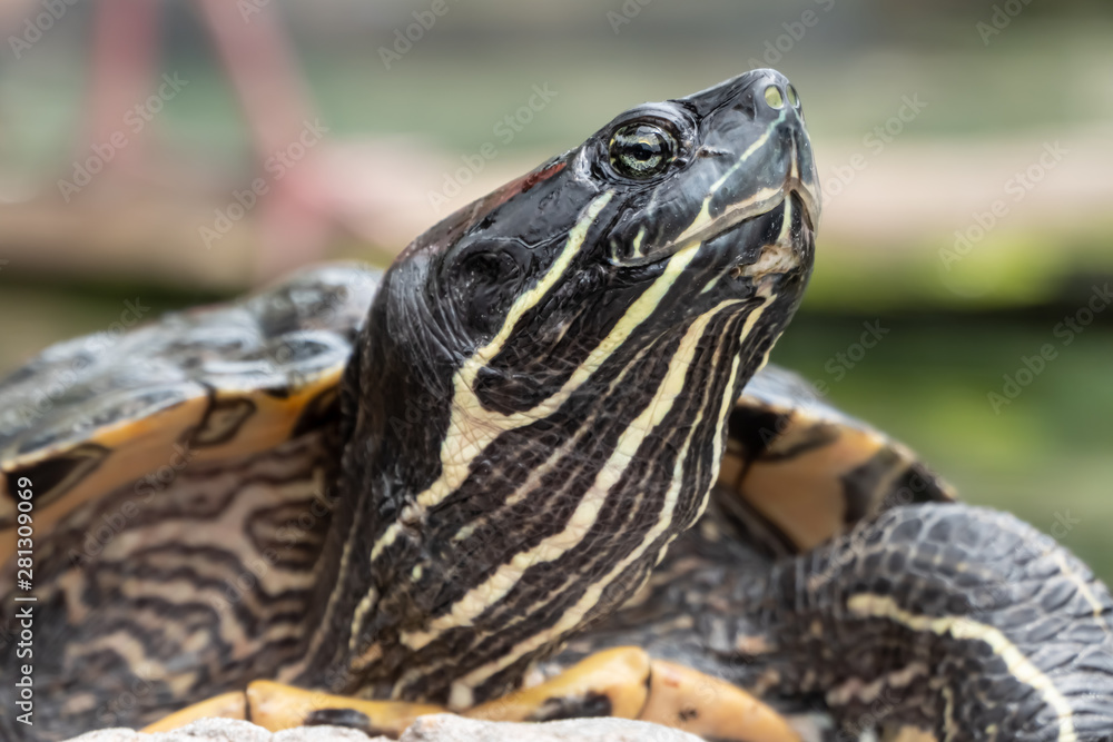 Naklejka premium River cooter turtle (Pseudemys concinna) closeup series. A species of freshwater turtle native to North America