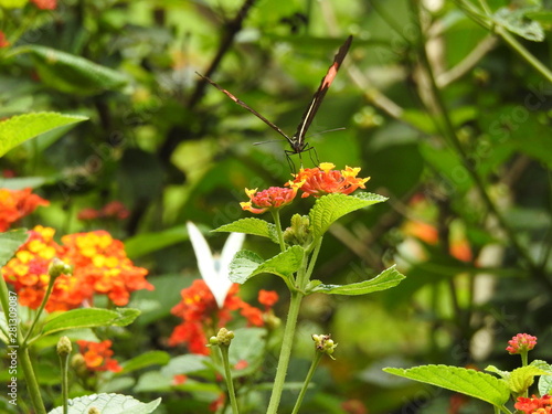 butterfly on flower