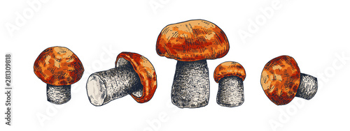 Aspen mushrooms colorful hand drawn vector illustration. Sketch red boletus drawing isolated on white background.
