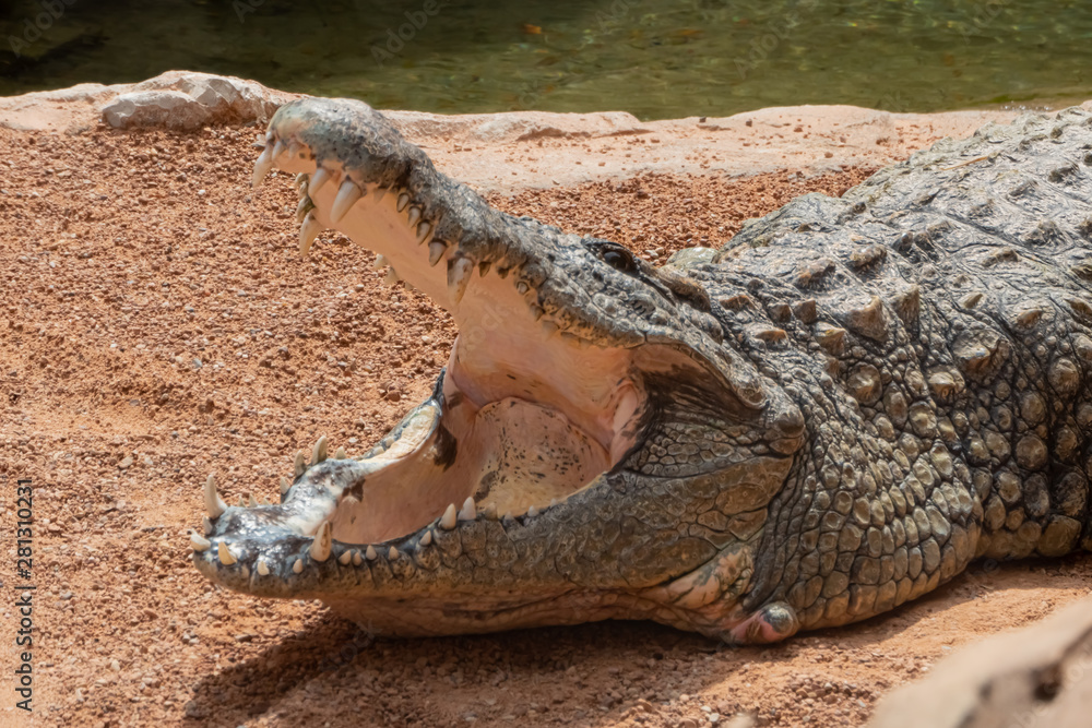 Fototapeta premium Nile crocodile (Crocodylus niloticus), the largest freshwater predator in Africa, found in in lakes, rivers, and marshlands.
