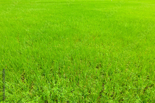 Fototapeta Naklejka Na Ścianę i Meble -  Rice plantations in beautiful fields, New rice plant during the rice farming season.