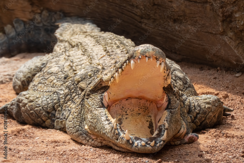 Fototapeta premium Nile crocodile (Crocodylus niloticus), the largest freshwater predator in Africa, found in in lakes, rivers, and marshlands.
