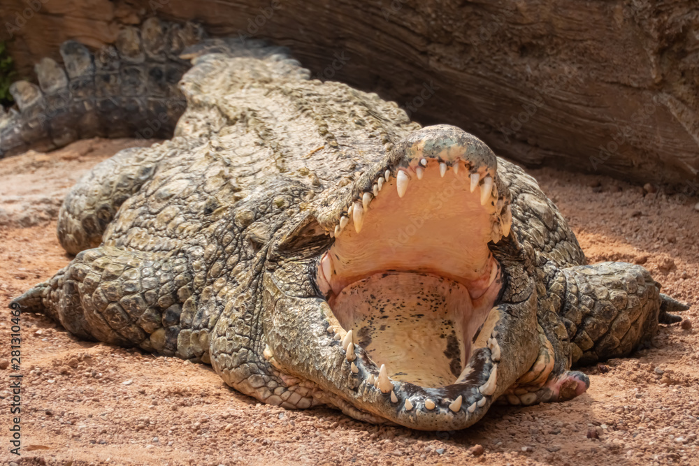 Fototapeta premium Nile crocodile (Crocodylus niloticus), the largest freshwater predator in Africa, found in in lakes, rivers, and marshlands.