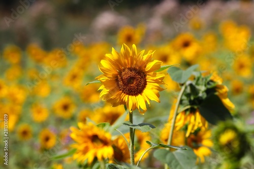 Sonnenblume ragt aus einem Sonnenblumenfeld