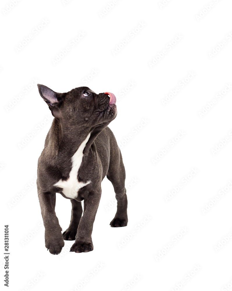 funny puppy french looking bulldog looks up and licks